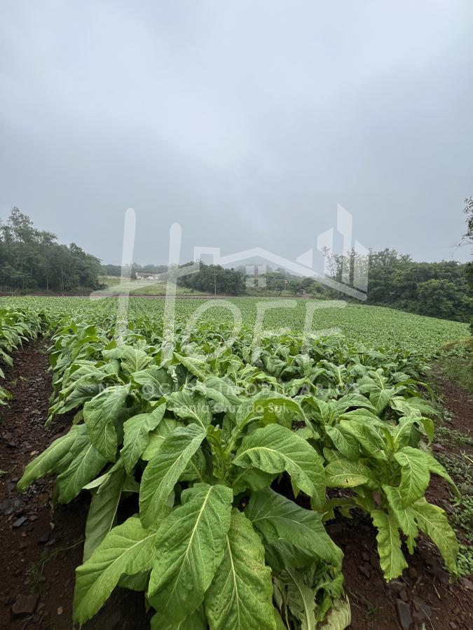 Chácara para Venda Santa Cruz do Sul RS bairro Cerro Alegre Alto