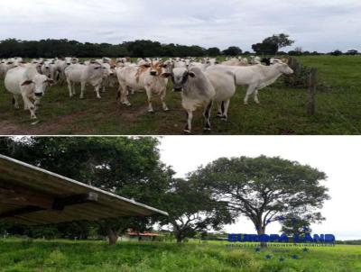 Fazenda para Venda, em Marianpolis do Tocantins, bairro FAZENDA