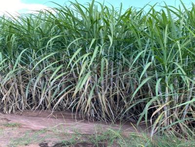 Fazenda para Venda, em Taquaritinga, bairro Fazenda para Venda Taquaritinga, 2 dormitrios, 2 banheiros, 4 vagas