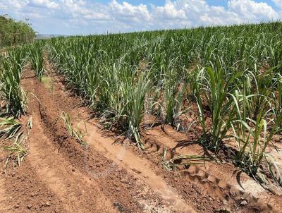 Fazenda para Venda, em Santa Maria da Serra, bairro Fazenda para Venda Santa Maria da Serra,