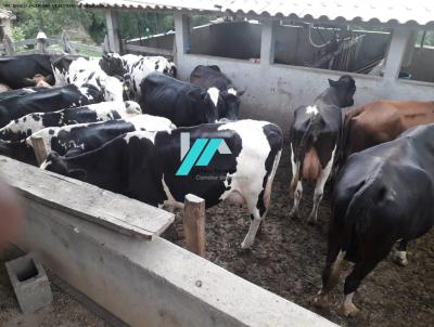 Fazendinha para Venda, em Desterro de Entre Rios, bairro Zona Rural, 3 dormitrios, 2 banheiros