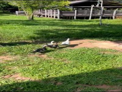 Fazenda para Venda, em Santo Antnio do Leverger, bairro Altos do Coxip