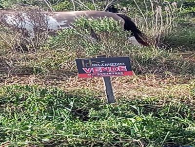 Terreno para Venda, em Triunfo, bairro Estaleiro