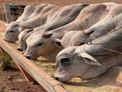 Fazenda para Venda, em Pindorama do Tocantins, bairro 