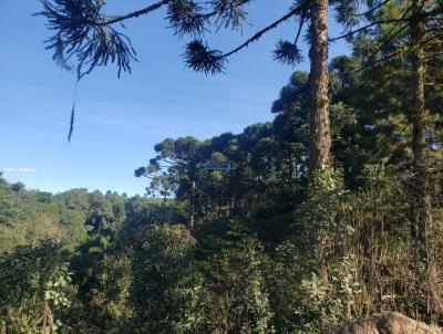 Chcara para Venda, em Campina Grande do Sul, bairro Cerne