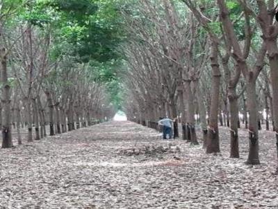 Fazenda para Venda, em Gacha do Norte, bairro Zona Rural