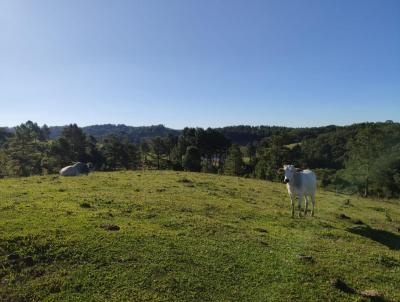 Terreno para Venda, em So Bento do Sul, bairro Serra Alta