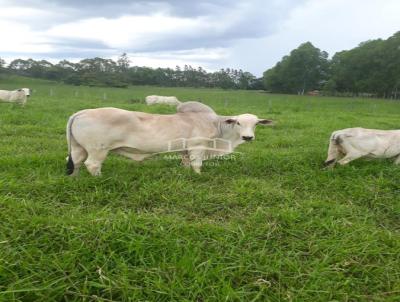 Fazenda para Venda, em Montes Claros, bairro ZONA RURAL