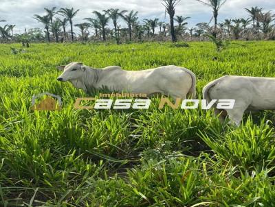 Fazenda para Venda, em Santa Maria das Barreiras, bairro 1 KM do Centro