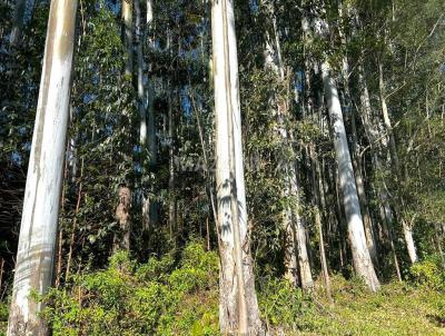 Stio para Venda, em Rio do Sul, bairro Serra Canoas