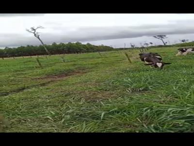 Chcara para Venda, em Vilhena, bairro REA RURAL, 2 dormitrios, 1 banheiro