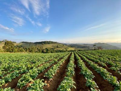 Terreno para Venda, em Toledo, bairro rea Rural