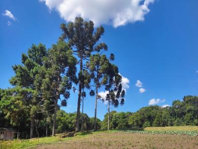 Chcara para Venda, em Tijucas do Sul, bairro Ribeiro do Mel, 4 dormitrios, 3 banheiros, 2 sutes, 2 vagas