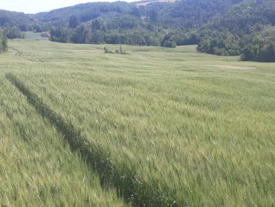 rea Rural para Venda, em Campos Borges, bairro 