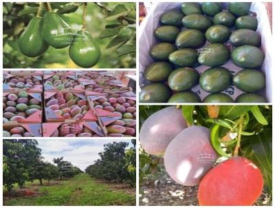 Fazenda para Venda, em Jaba, bairro ZONA RURAL