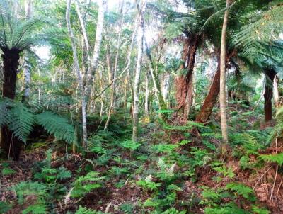 Terreno para Venda, em So Francisco de Paula, bairro Colinas