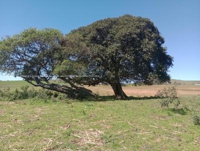 Fazenda para Venda, em Rosrio do Sul, bairro RS