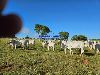 Fazenda para Venda, em Ribas do Rio Pardo, bairro 58km da rodovia