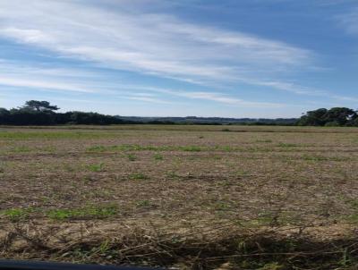 Fazenda para Venda, em Palmeira, bairro Rural