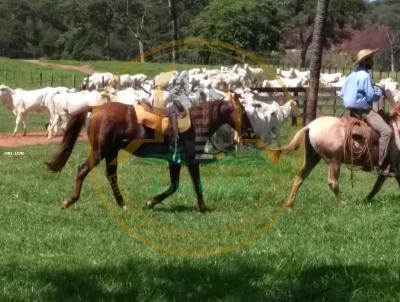 Fazenda para Venda, em Rondonpolis, bairro PEDRA PRETA