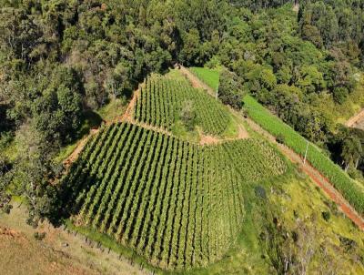 Terreno para Venda, em Toledo, bairro rea Rural