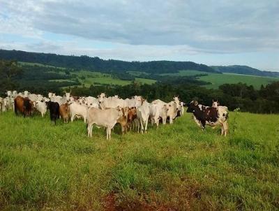 Fazenda para Venda, em Conquista, bairro Fazenda para Venda Municipio de Conquista MG