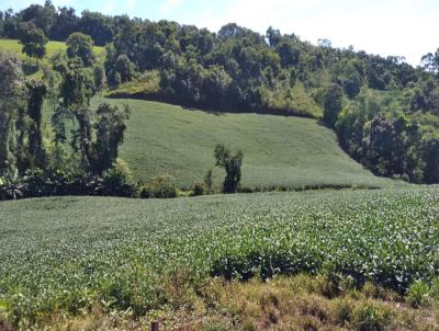 rea Rural para Venda, em Quilombo, bairro -