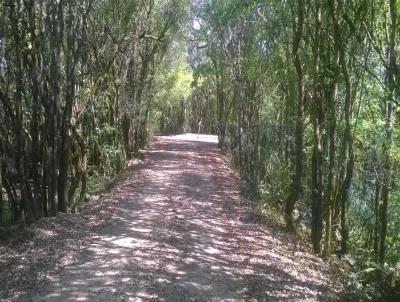 rea para Venda, em Campina Grande do Sul, bairro Rio Abaixo