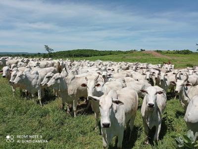 Fazenda para Venda, em Januria, bairro ZONA RURAL