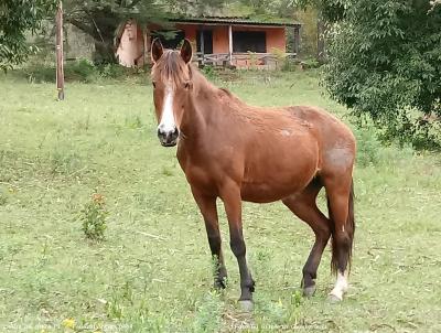 Stio / Chcara para Venda, em Mariana Pimentel, bairro Altos da Mariana Pimentel, 4 dormitrios, 2 banheiros