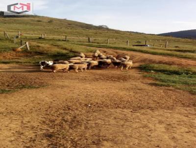 Stio para Venda, em Monte Alegre do Sul, bairro Centro, 2 dormitrios, 2 banheiros, 2 vagas