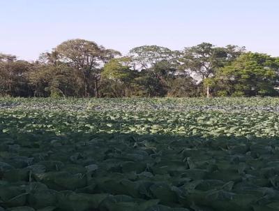 Chcara para Venda, em Araucria, bairro Campinas das Pedras, 1 dormitrio, 1 banheiro