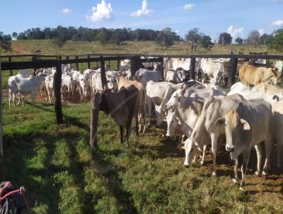 Fazenda para Venda, em Serranpolis, bairro Fazenda para Venda Municipio Serranpolis GO