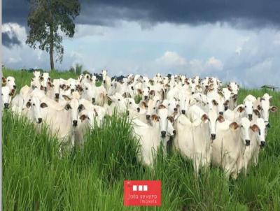 Fazenda para Venda, em Uruar, bairro 