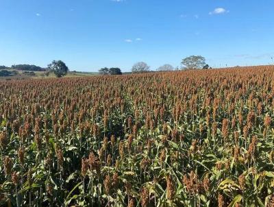 Fazenda para Venda, em Conceio das Alagoas, bairro Fazenda a Venda no Municipio de Conceio das Alagoas MG