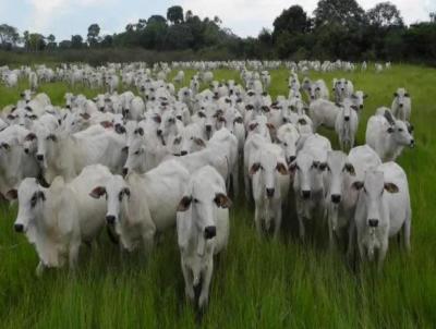 Fazenda para Venda, em Araguari, bairro Fazenda para venda municipio de Araguari MG