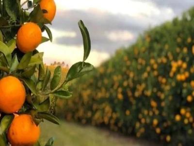 Fazenda para Venda, em Prata, bairro Fazenda para Venda Municipio do Prata MG