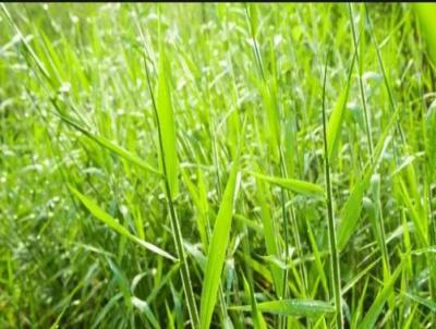 Fazenda para Venda, em Arax, bairro Fazenda para venda municipio de Araxa MG