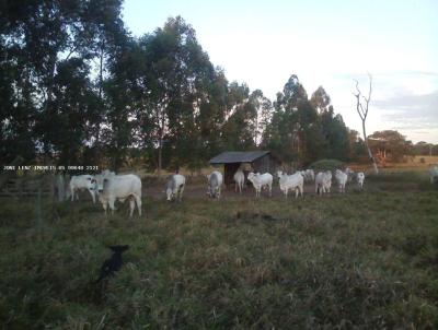 Fazenda para Venda, em Brasnorte, bairro FAZENDA