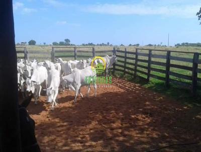 Fazenda para Venda, em Ribeirozinho, bairro Zona Rural