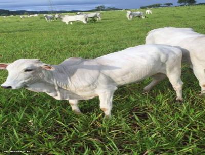 Fazenda para Venda, em Minau, bairro Aclimao