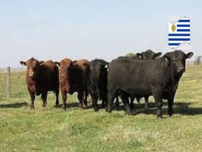 Fazenda para Venda, em , bairro Zona Rural, 3 dormitrios, 2 banheiros