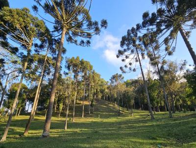 Terreno para Venda, em S�o Bento do Sul, bairro Brasilia