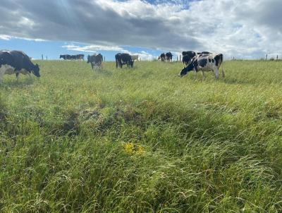 rea Rural para Venda, em Santana do Livramento, bairro Palomas, 4 sutes