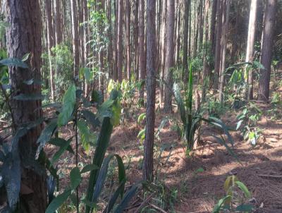 Stio / Chcara para Venda, em Gravata, bairro Morungava