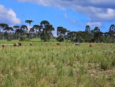 Fazenda para Venda, em So Bento do Sul, bairro Rio Vermelho Povoado