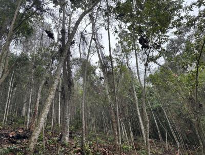 Lote para Venda, em Barra do Pira, bairro Ipiabas