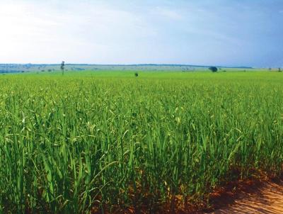 Fazenda para Venda, em Guzolndia, bairro Fazenda para venda municipio de Guzolandia SP