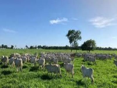 Fazenda para Venda, em Junqueirpolis, bairro Fazenda para venda Municipio Junqueirpolis SP