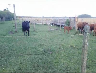 Fazenda para Venda, em So Jos do Norte, bairro RS